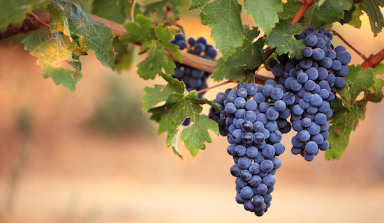 Large bunches of ripe black grapes on vine